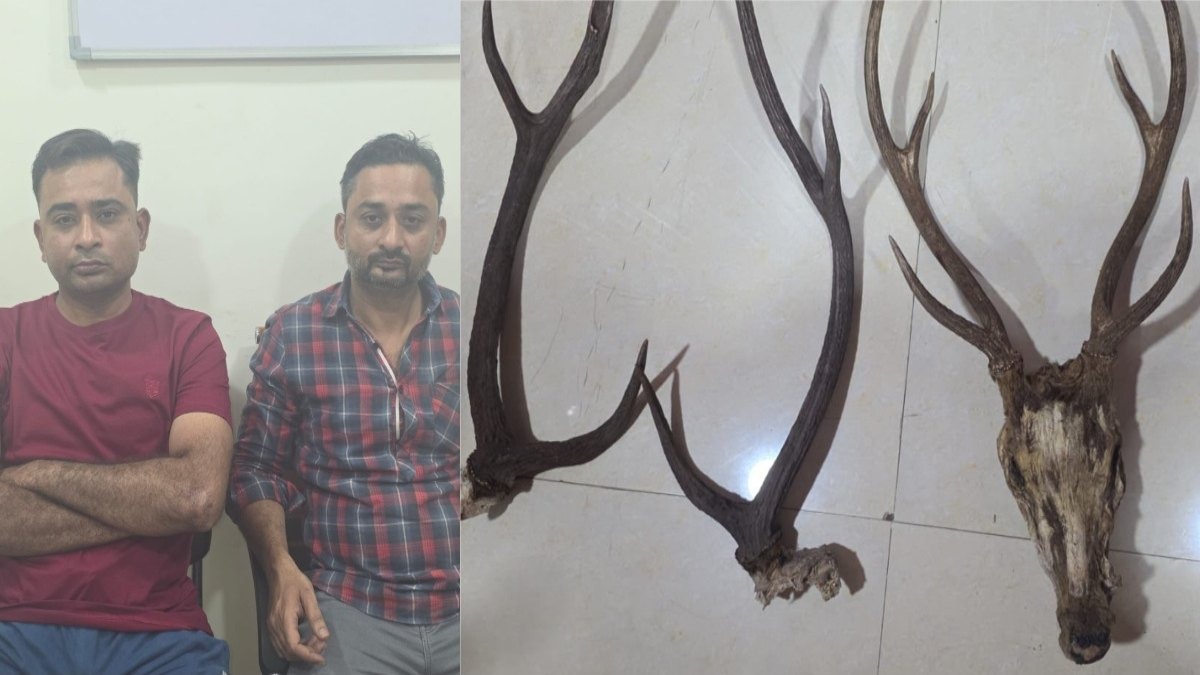 मोवा में हिरण सींग की तस्करी, वन विभाग ने दो शिकारी को किया गिरफ्तार…..
